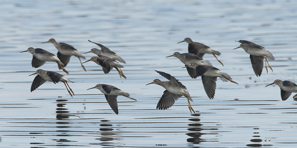 Keltajalkaviklo, Lesser Yellowlegs, Tringa flavipes